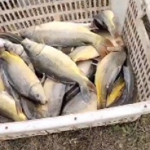 裸鲤苗1到3两大量出售价格美丽