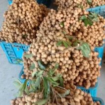 卖石硖，储良龙眼，产地直供，质量保证。