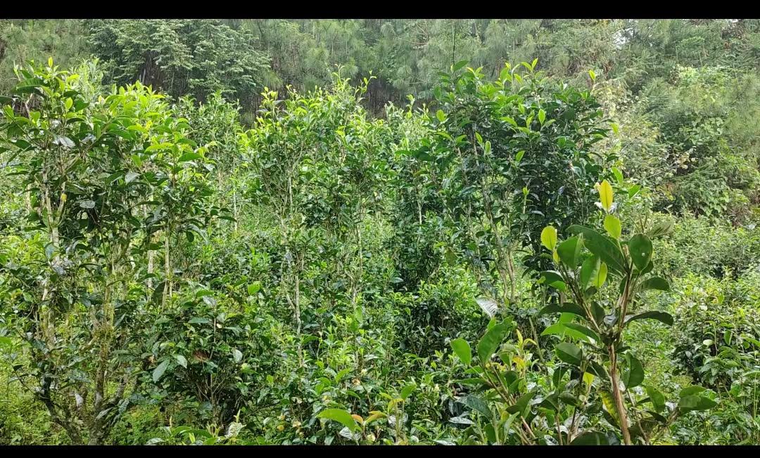 武夷山茶园风光,展现丹桂生长的自然环境 武夷山茶园风光