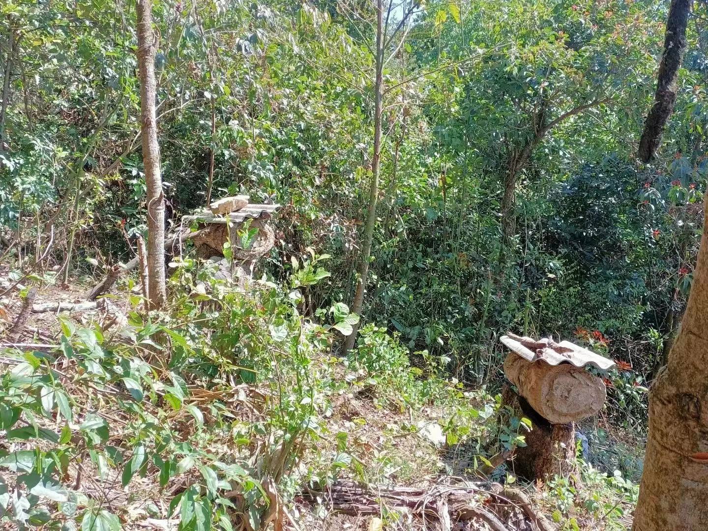 茉莉花茶园实景图