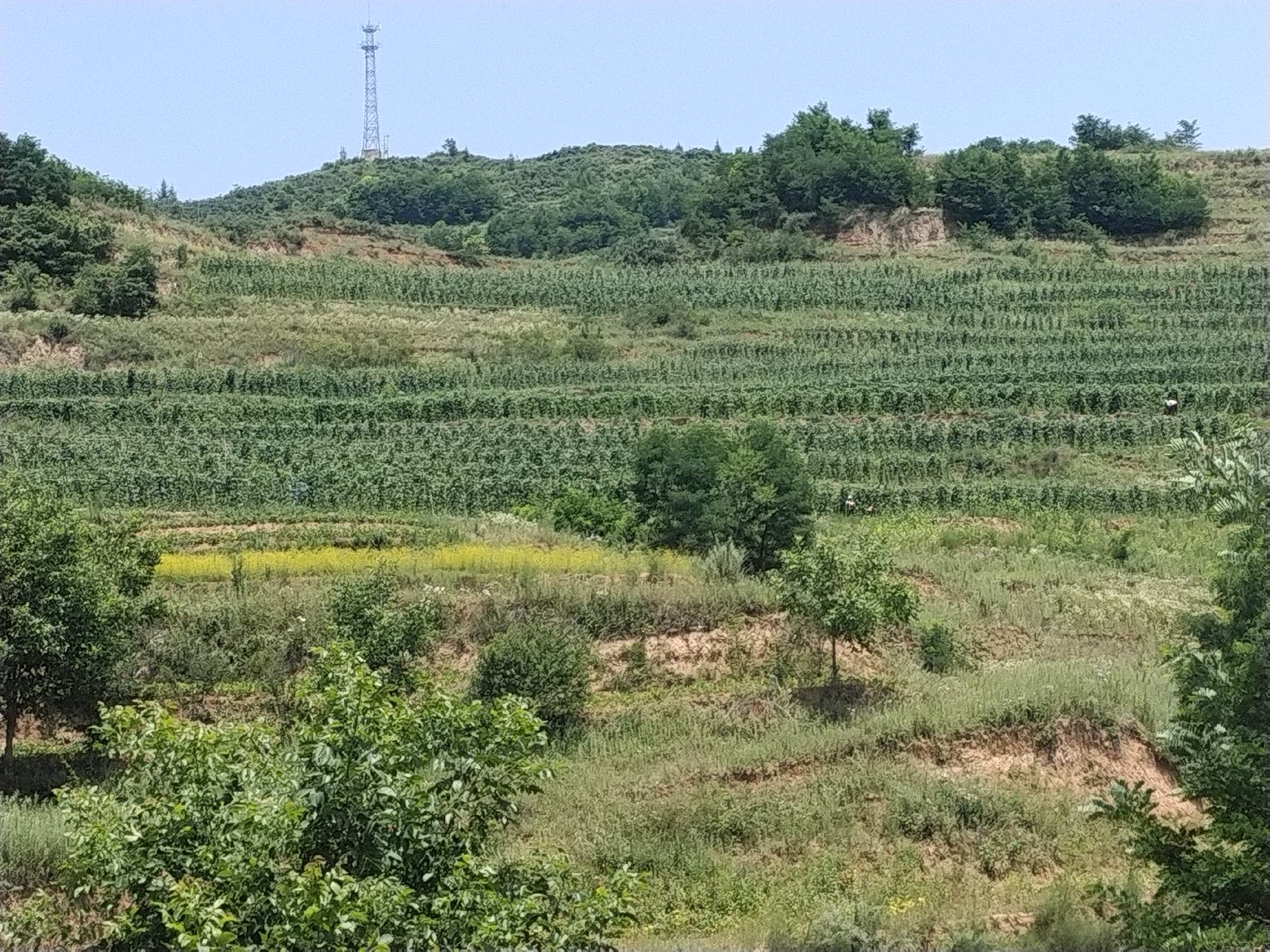 展示一整片生长茂盛的四季无筋豆田地,豆藤缠绕在支架上,豆荚垂挂,颜色翠绿 四季无筋豆植株全景