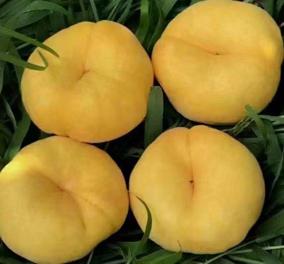 金霞油蟠成熟果实特写