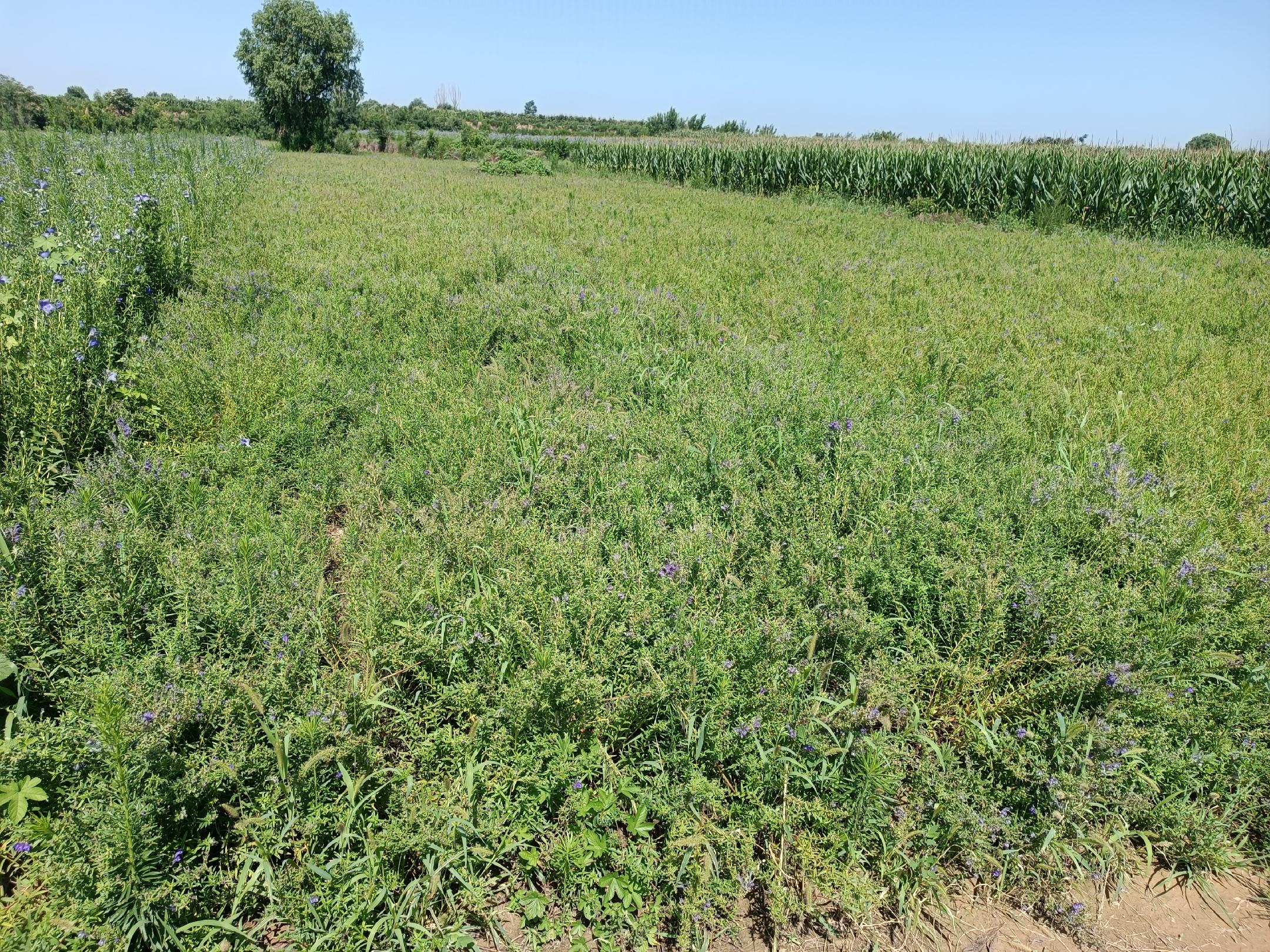 黄芩田间种植场景