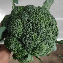 西蓝花精品西蓝花大量有货产地直供一手货源实力代
