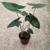 110#双株虎斑海芋，不是特别大，价优
