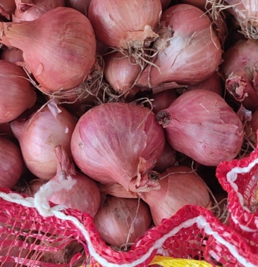[紫皮洋葱批发]鬼子葱,嘎嘎干价格0.80元/斤 - 一亩田