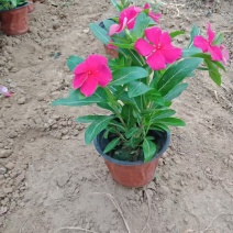 天天开长春花天天开价格长春花批发基地直销大量有货