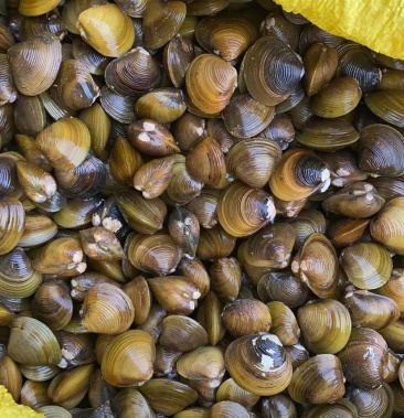 [黄蚬子批发]蚬子 黄蚬子价格5.00元/斤 - 一亩田