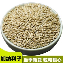 加纳利子批发白尖粟小型鸟类宠物饲料金丝雀籽
