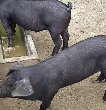 [黑猪仔批发]黑仔猪,黑猪,黑土猪,母猪仔价格1400元/斤 