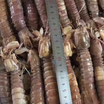皮皮虾熟冻