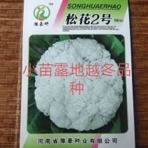 松花2号露地越冬花菜种子小苗越冬菜花品种抗病能力强