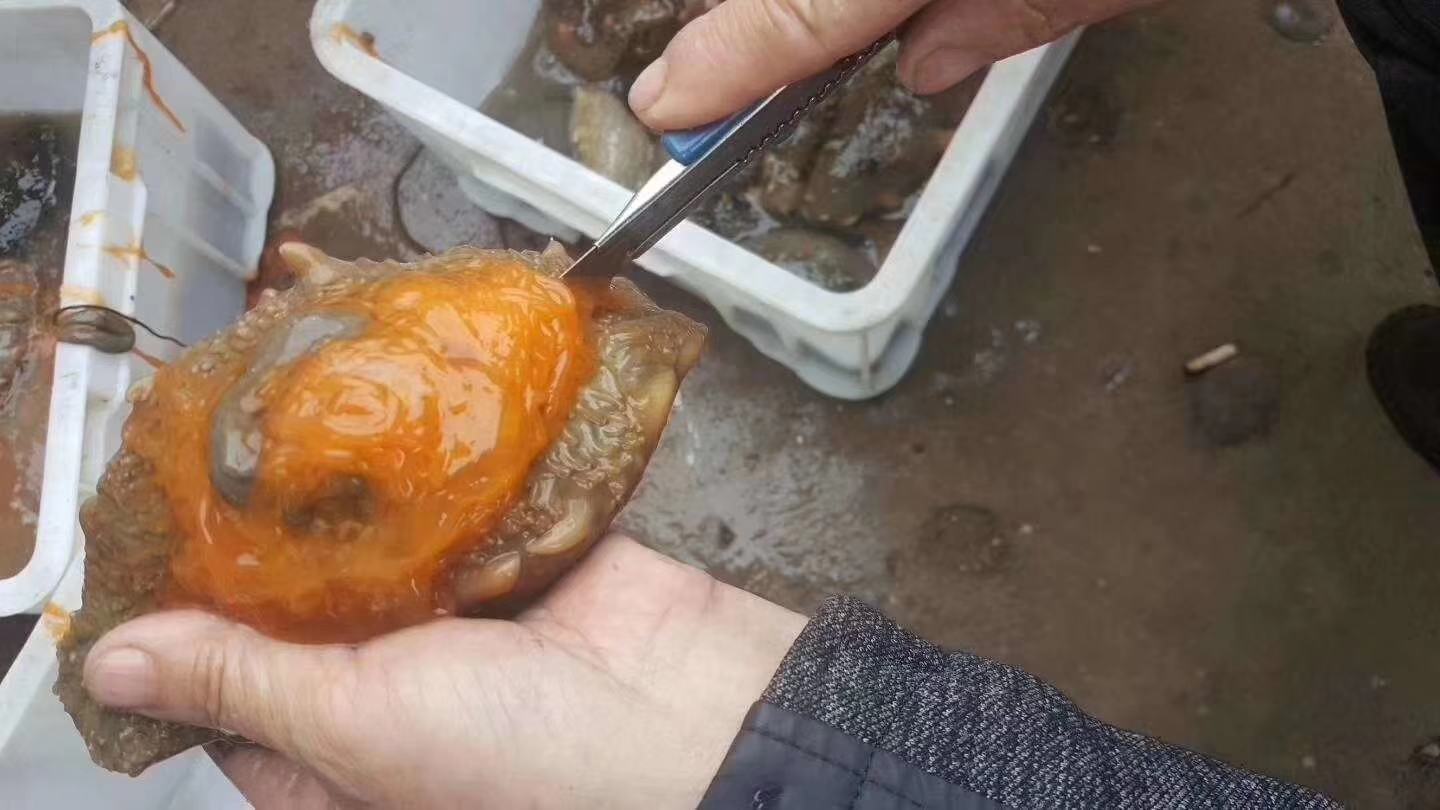 高清微距摄影:左侧为整只辽刺参干品(体长22cm,背部4行肉刺清晰,刺高5.2mm,表面盐霜结晶可见);右侧为切片冰岛红参(厚度3mm,断面呈典型菊花心结构,红褐色均匀,边缘浅黄环纹宽度0.8mm,表面微蜡质反光) 辽刺参与冰岛红参实物对比图