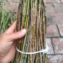 金蝉卵枝，杨树卵枝，白蜡卵枝，绿化树苗，白蜡，国槐，榆树