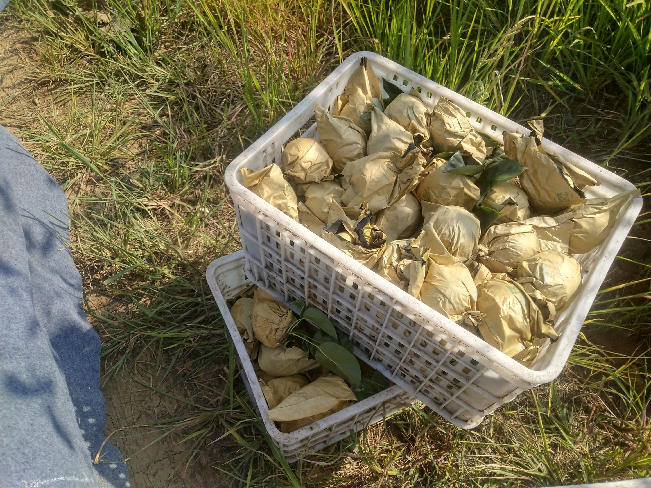 果农在宣恩县李家河镇的黄金梨果园中进行人工采摘,工人佩戴手套轻摘果实,放入泡沫网套中置于塑料周转箱内,背景为整齐排列的套袋梨树,部分果实已去袋呈现金黄色,展现标准化采收流程 宣恩黄金梨采摘场景