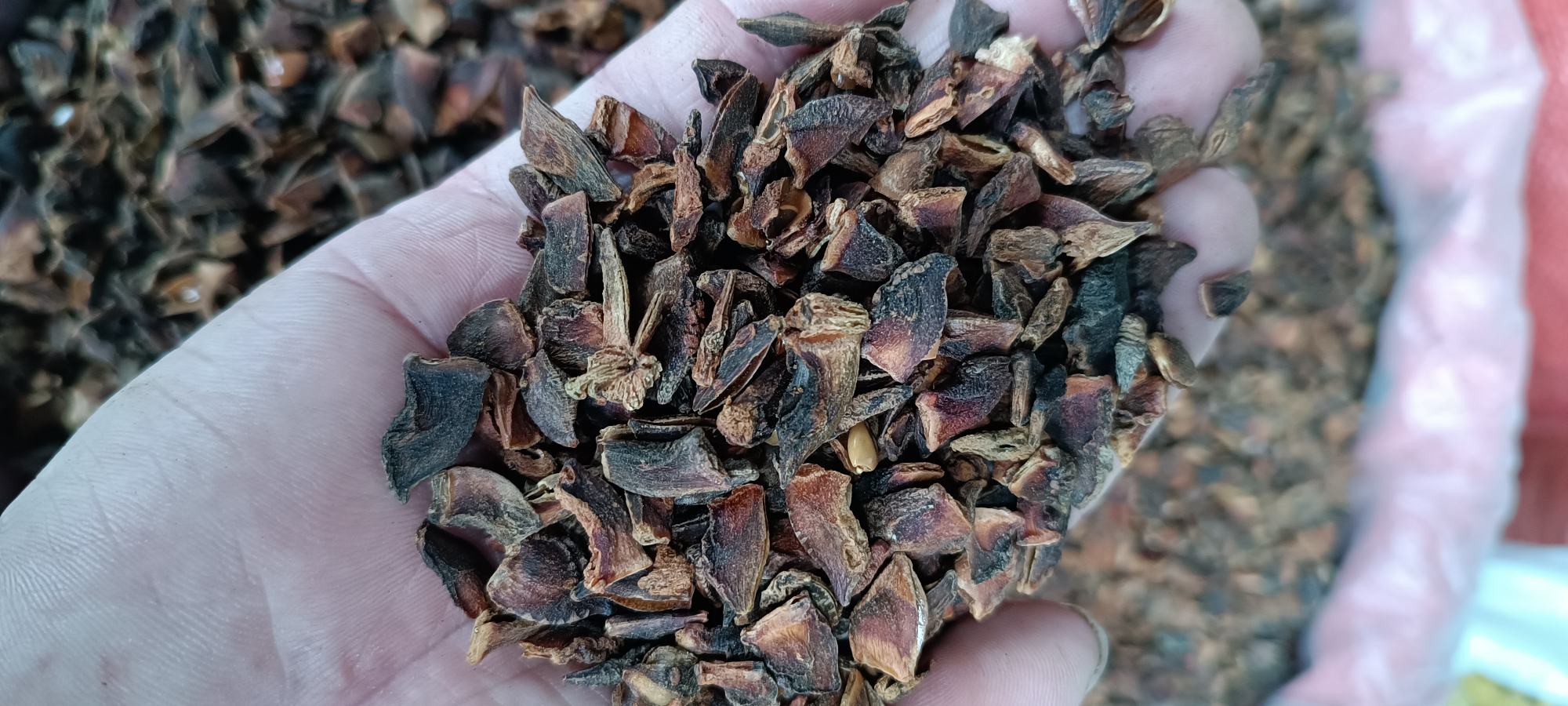 八角整体形态特写