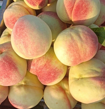 [北京十四号桃批发]北京十四号桃熟了价格2.50元/斤 - 一亩田