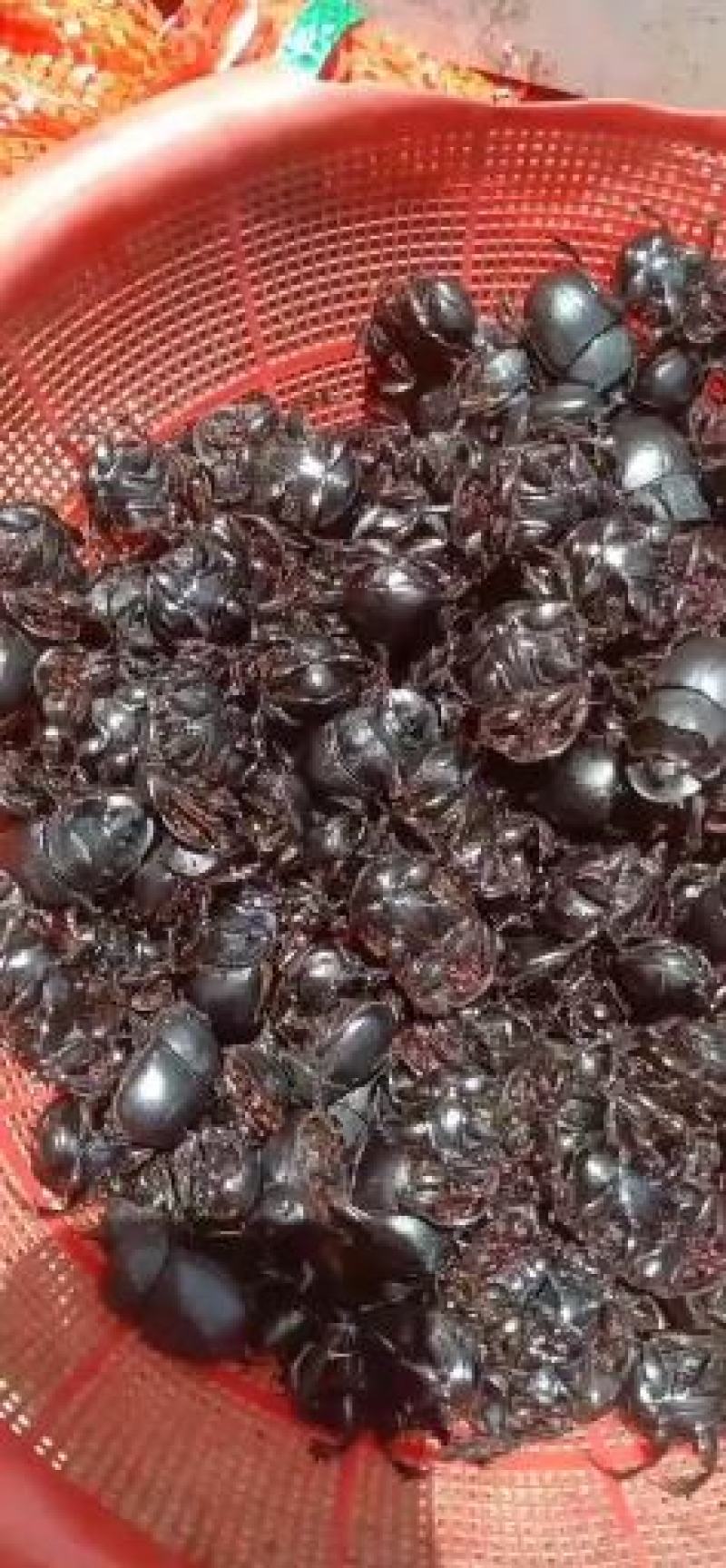 [屎壳郎批发]广西百色靖西市屎壳郎 300.00元/公斤干货 _ 一亩田