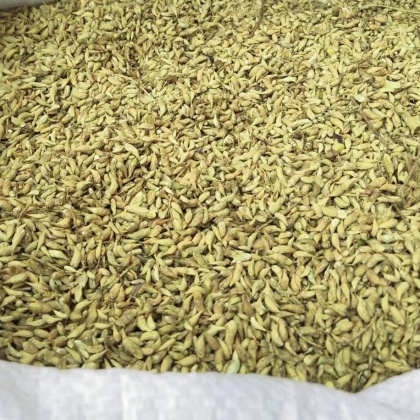 平乐县槐米价格行情走势 - 一亩田