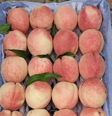 [桃批发]北京14号价格2.50元/斤 - 一亩田