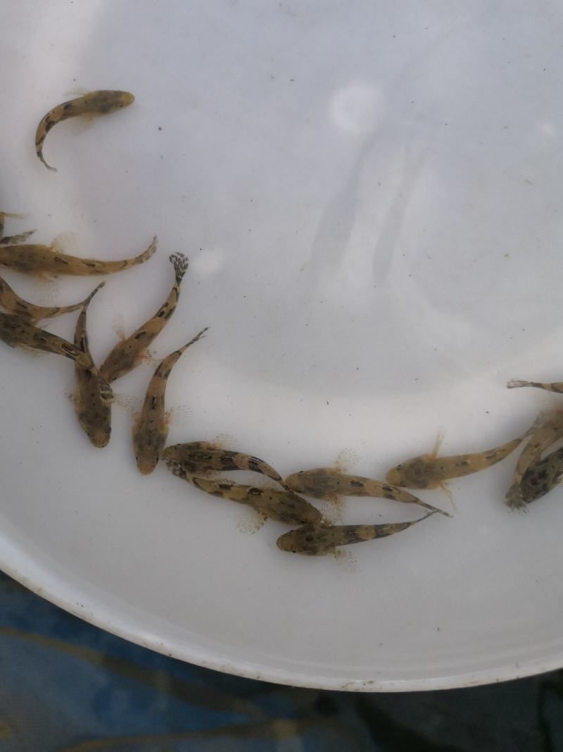 l供应优质淡水鱼苗笋壳鱼苗生长快抗病力强