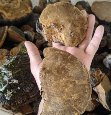 [桑黄批发]云南野生桑黄紫油黄价格450.00元/公斤 - 一亩田