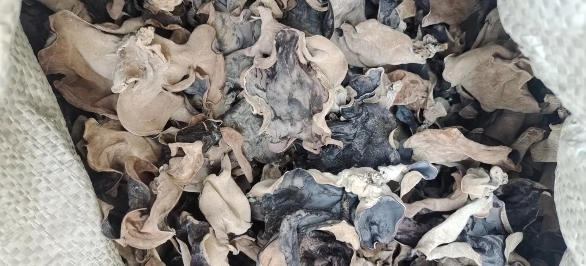 一簇刚采摘下来的新鲜毛木耳,呈深褐色,耳片完整湿润,表面有自然光泽,背景为田园菜篮和湿润土壤,体现原生态采摘场景 新鲜毛木耳特写