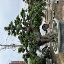 榆树老桩头盆景漳州榆树种植基地苗农自己种自己直销批发价格