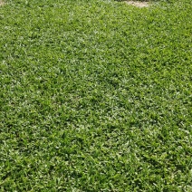 草皮