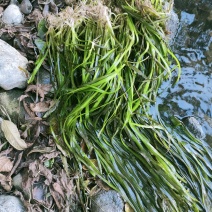 四季苦草