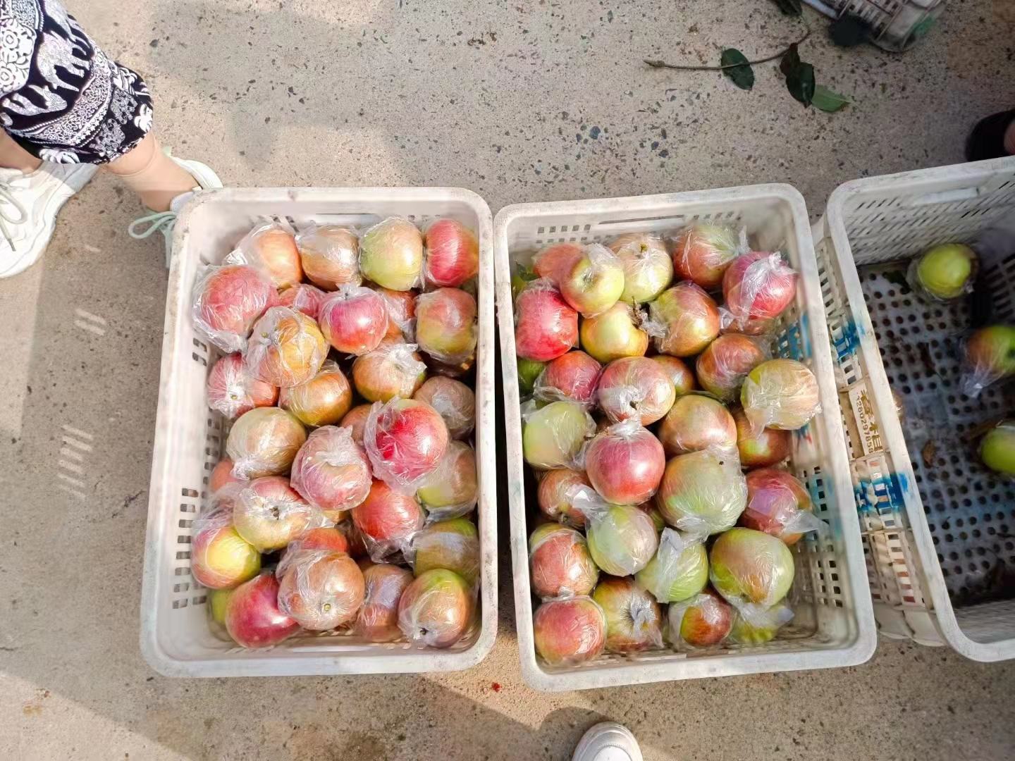 丰县美八苹果地理标志授权企业冷链仓储中心