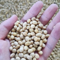 湖北天门早熟黄豆537冀豆12，大量有货，优质好价