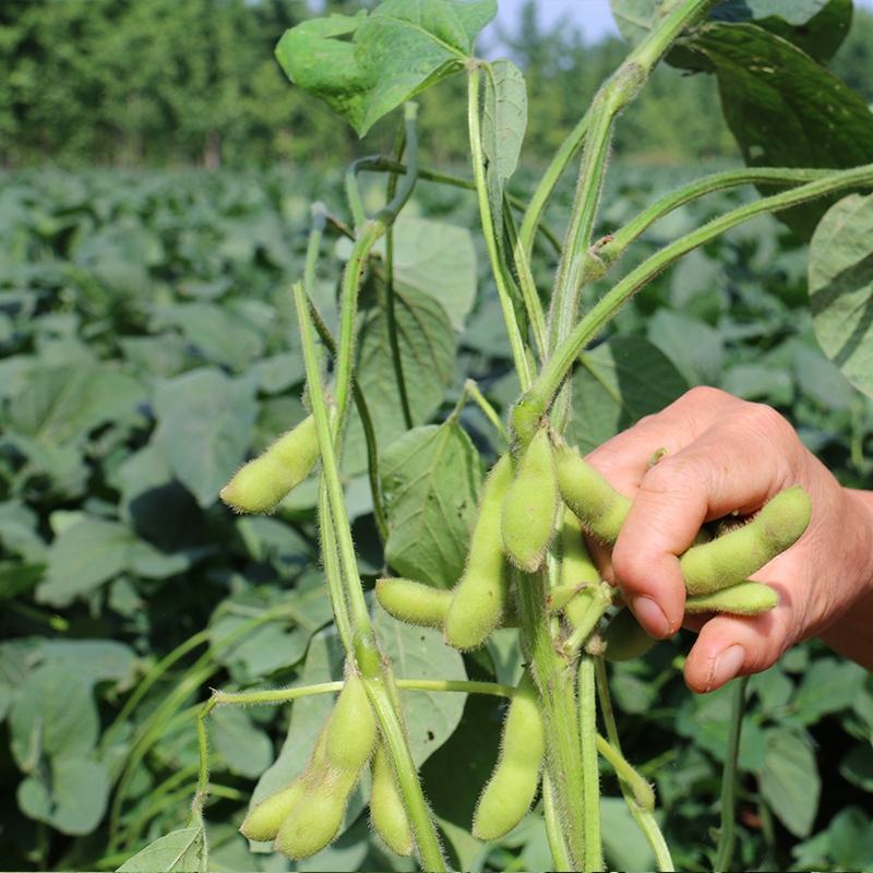 四川成都蔬菜基地百亩翠绿宝毛豆夹无公害青毛豆简阳豆夹