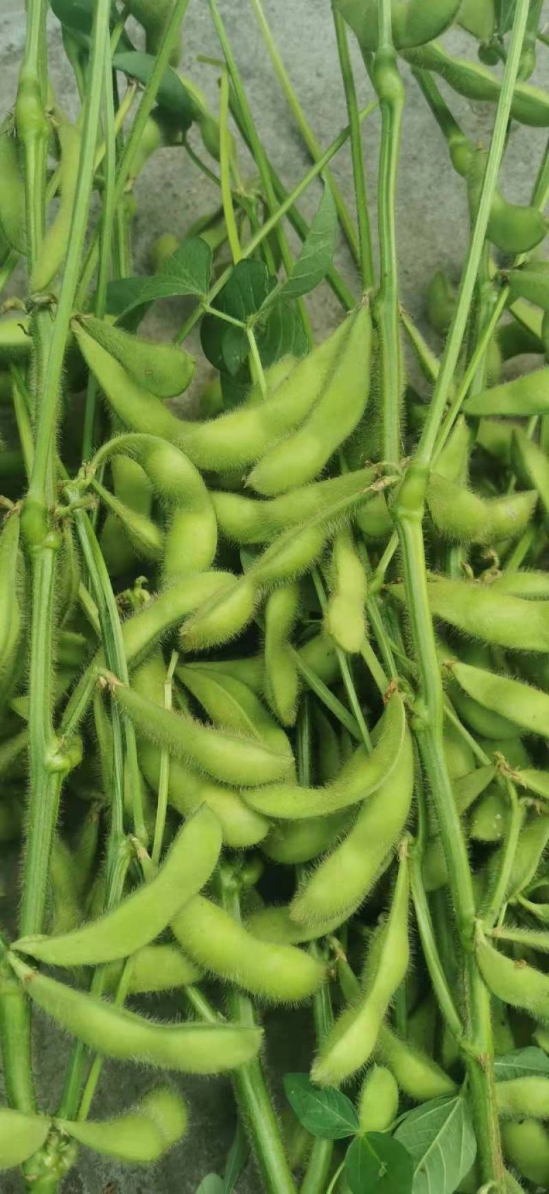 四川成都蔬菜基地百亩翠绿宝毛豆夹无公害青毛豆简阳豆夹