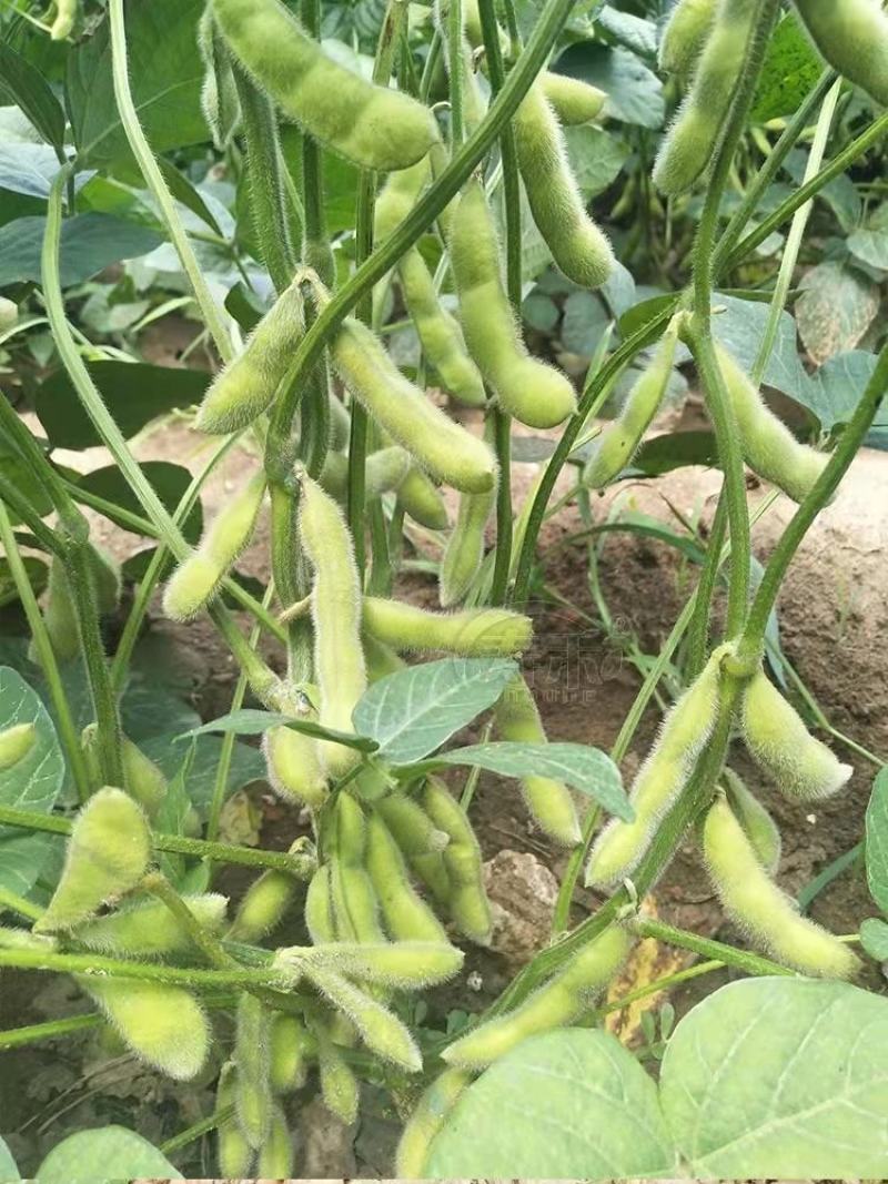 四川成都蔬菜基地百亩翠绿宝毛豆夹无公害青毛豆简阳豆夹