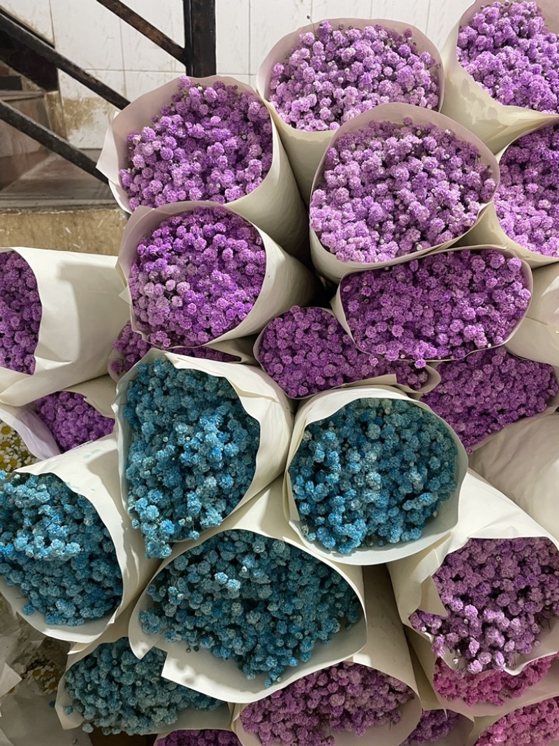 云南昆明呈贡区满天星 9.90元/棵吸色满天星