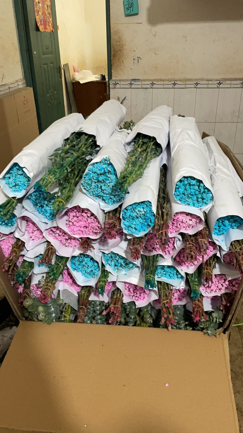 吸色满天星当天基地现采,现吸色,颜色均匀,花花新鲜