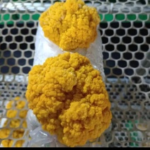 金耳菌鲜品