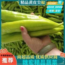 【镇店之宝】尖椒暖棚尖椒货源充足品质保证诚信代办价格合理