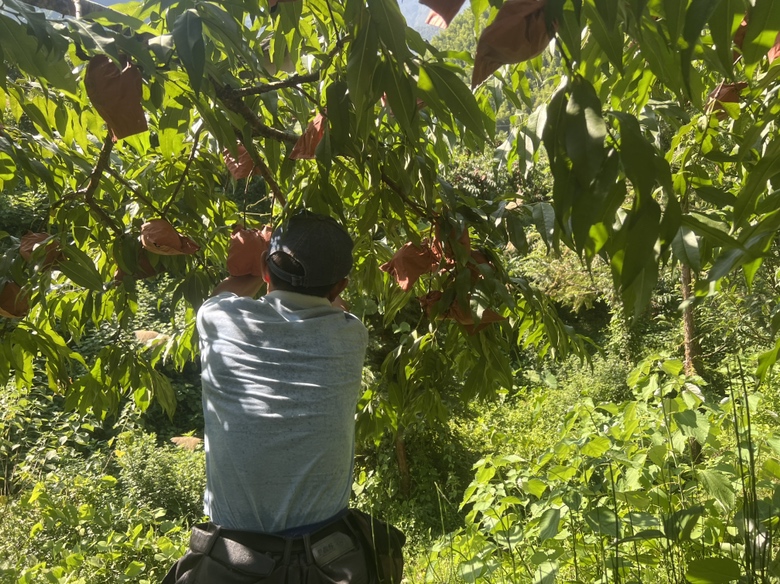 炎陵黄桃采摘场景