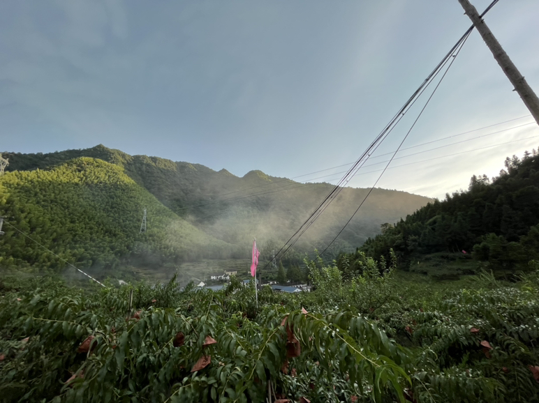 一片郁郁葱葱的山地果园中,成串的金黄色桃子沉甸甸地挂在绿叶之间,阳光透过树叶洒在果实表面,呈现出诱人的光泽。远处可见梯田式种植布局和薄雾缭绕的山峦背景,体现炎陵高山生态特色 金秋黄桃挂满枝头的果园实景