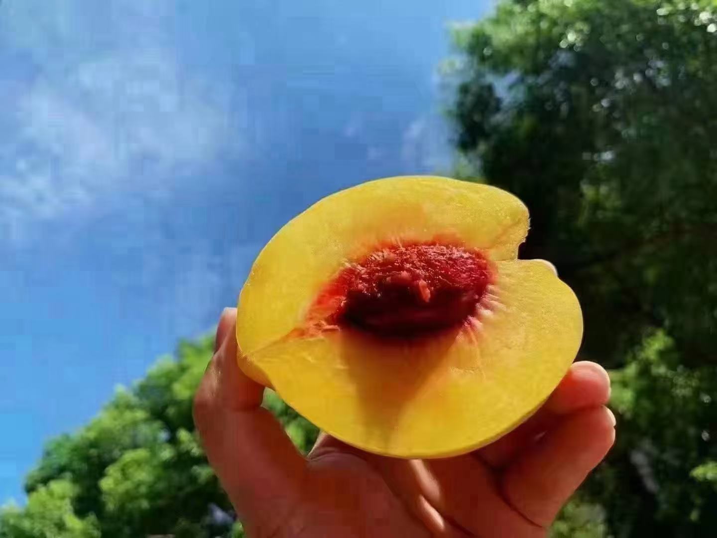 炎陵黄桃切开展示果肉