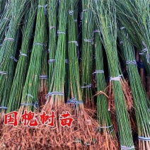 国槐苗槐树苗国槐小苗基地现挖现发0.5-6公分