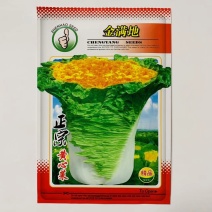 秋季大白菜种子黄心菜种子高产抗病耐储存商品性好口味佳