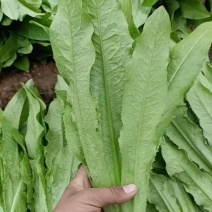 【一手货源】永年区精品油麦菜现摘现发常年有货代发全国现货