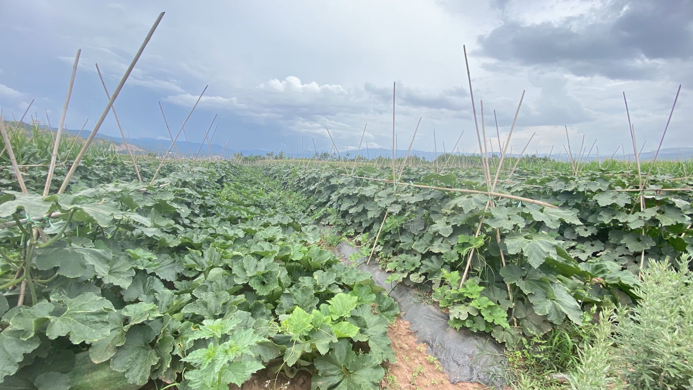 广阔的庭院中,多个竹编簸箕整齐排列,上面铺满刚削下的白皮冬瓜皮条,在午后阳光照射下呈半透明状,农民正在用手翻动检查干燥程度,背景可见农房屋檐与绿植 农家晾晒冬瓜皮实景图