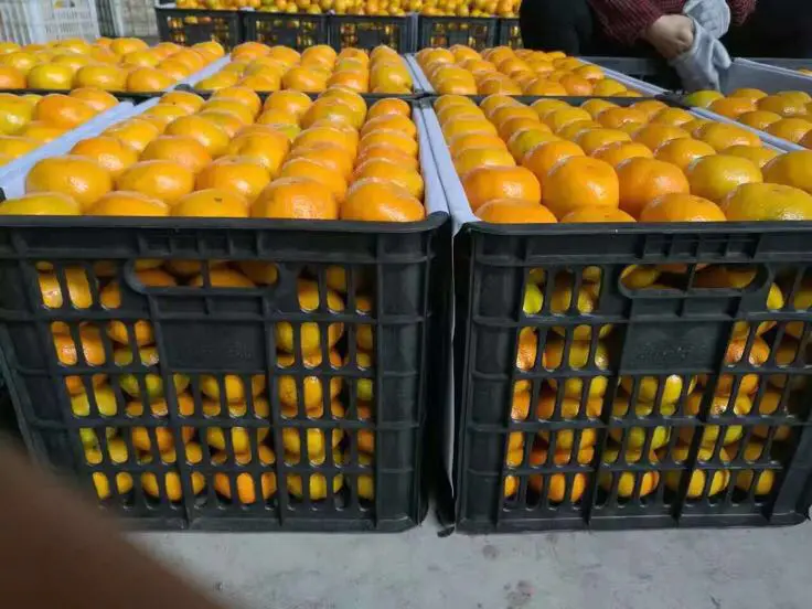 夏橙种植基地土壤改良