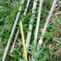 江西彭泽，优质竹竿。豆角架，黄瓜架等各种瓜果架，现货现发