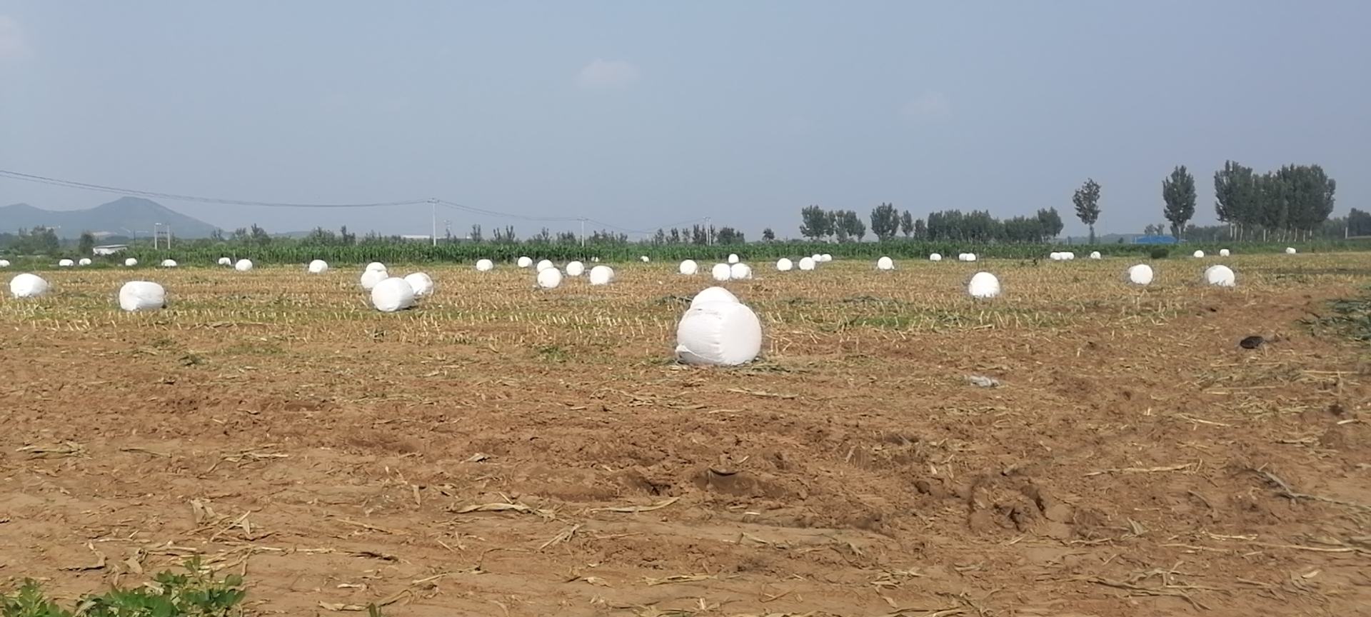 专业农业生物技术实验室场景:白大褂科研人员在超净工作台前使用移液枪从玉米嫩叶样本中提取DNA,台面摆放离心管、试剂盒及条形码标签,背景可见PCR仪与安全柜,体现转基因检测的标准流程 实验室科研人员正在进行玉米叶片DNA提取操作