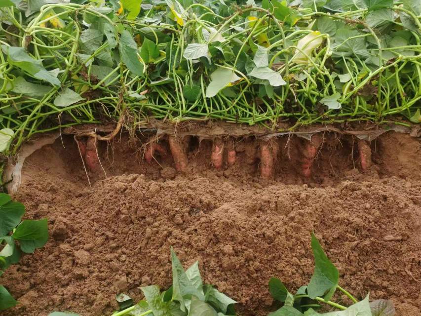 烟薯25成熟期的田间实景,展示了薯块膨大后地面裂开的典型现象 烟薯25成熟期的田间生长状态